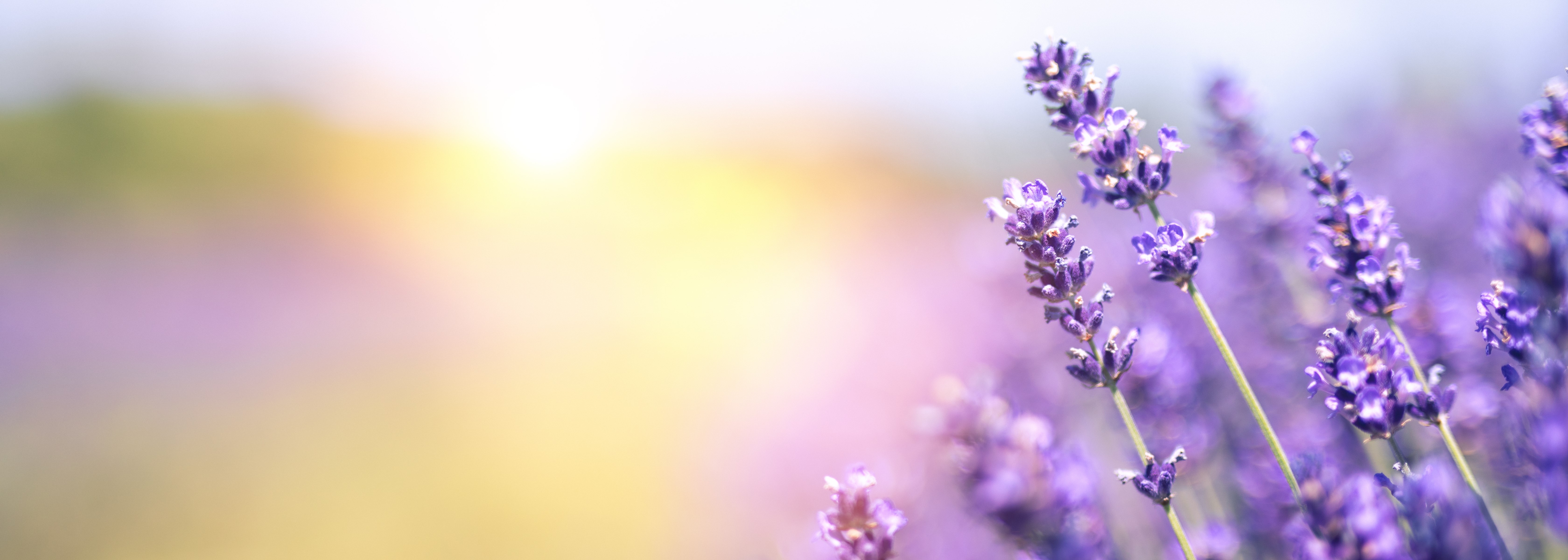 zomerrecepten_lavendel_lekker_waterdrinken