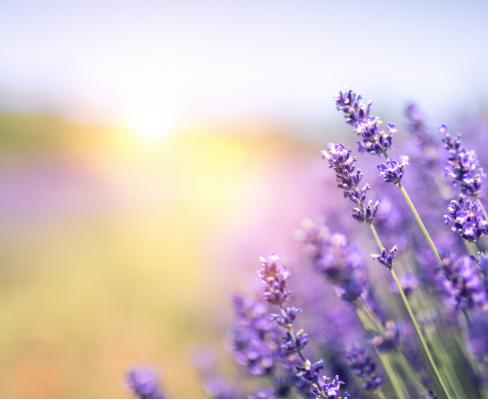 zomerrecepten_lavendel_lekker_waterdrinken